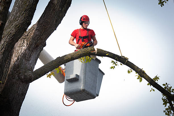 The Steps Involved in Our Tree Care Process in Salida, CO